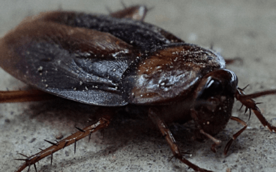 Pest Control Cover in Community Insurance